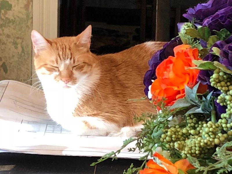 The Shop Cats on Duty