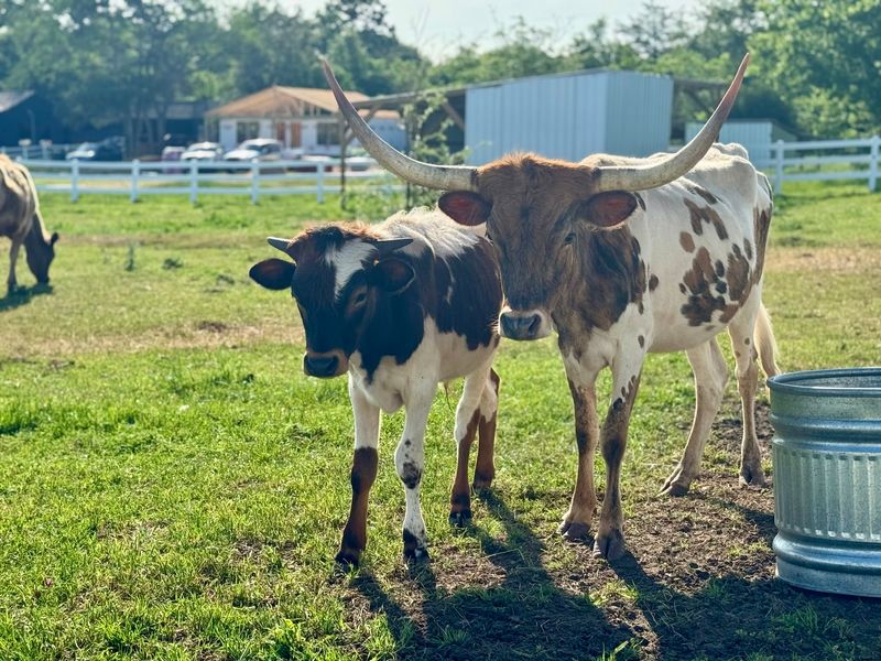 Three Centuries of Texas Cattle Behind the Fluff
