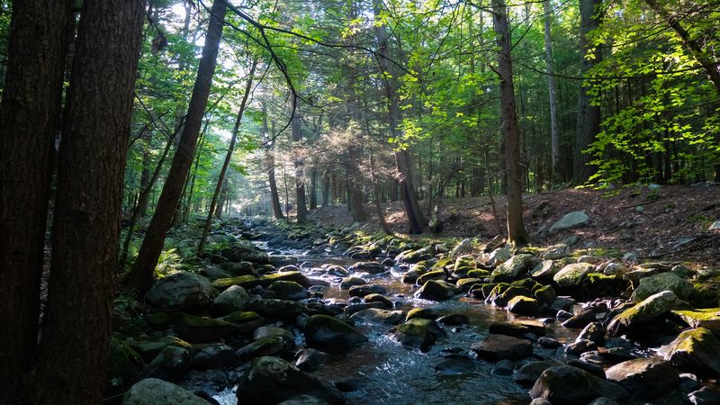 Tillman Ravine Feels Like A Secret Pocket Of Hemlocks Tillman Ravine Feels Like A Secret Pocket Of Hemlocks