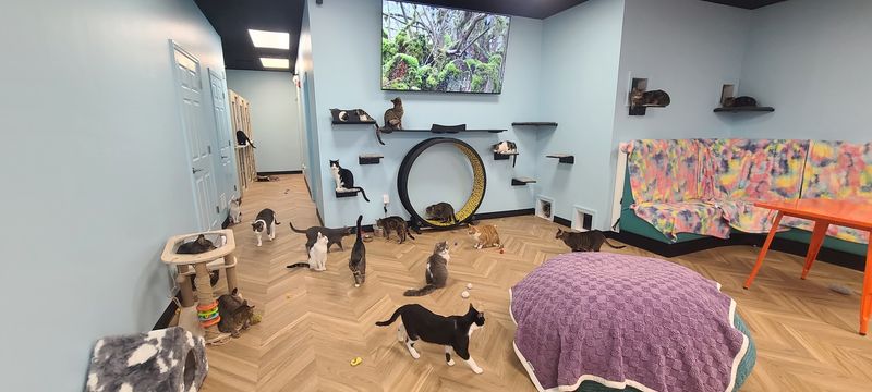 Two Rooms Built For Roaming, Lounging, And Hiding Two Rooms Built For Roaming, Lounging, And Hiding