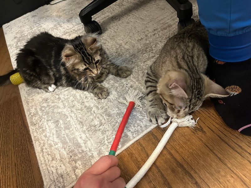 Volunteering and Fostering Opportunities