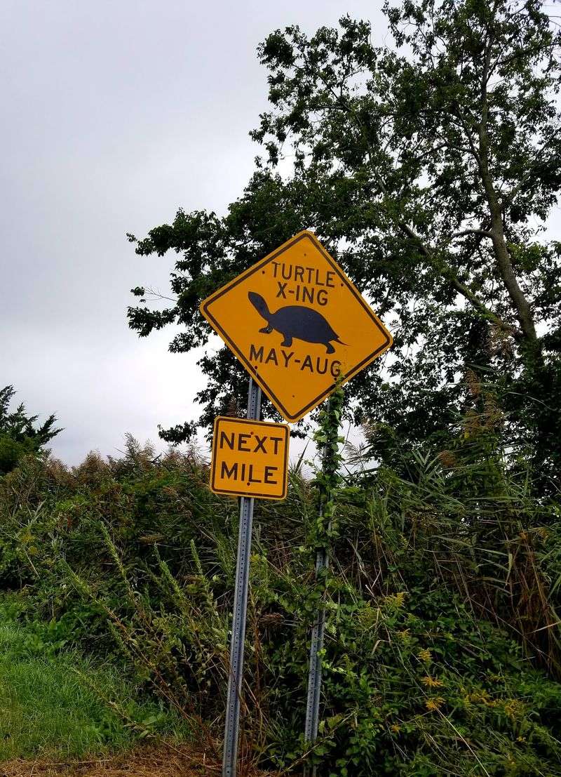 Watch for Turtles on the Way In Watch for Turtles on the Way In