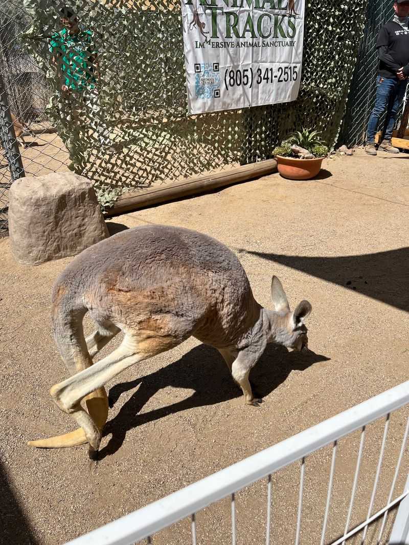 Who's On The Guest List? Kangaroos, Servals, And A Scorpion Who's On The Guest List? Kangaroos, Servals, And A Scorpion