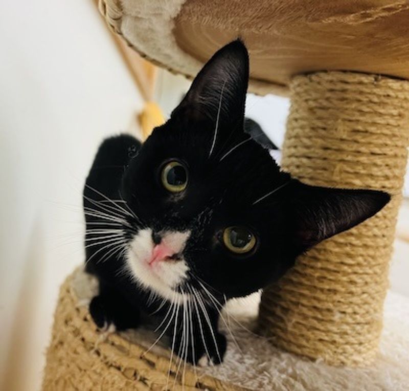 Why Cats With FIV And Feline Leukemia Find A Real Chance Here Why Cats With FIV And Feline Leukemia Find A Real Chance Here