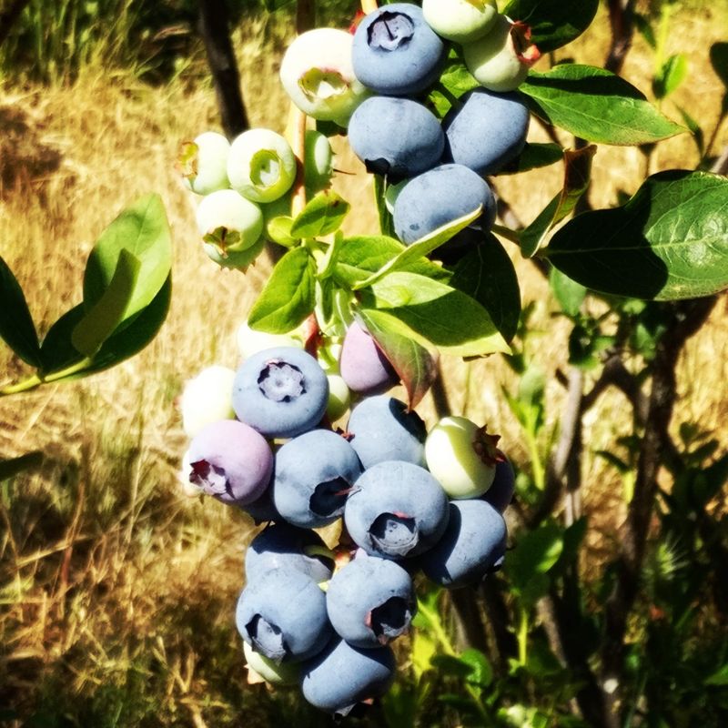Why The Organic Label Matters On A Berry You Eat Off The Bush