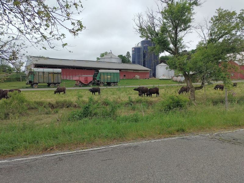 Why This Buffalo Farm Earns A Spot On Your Jersey List