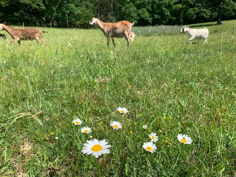 Why This Little Pasture Leaves a Big Impression Why This Little Pasture Leaves a Big Impression