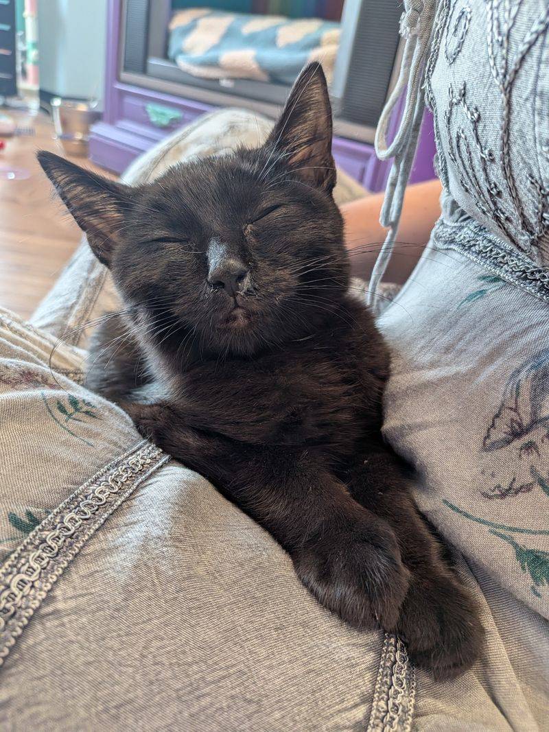 Why This Purr Palace Deserves Your Next Free Afternoon Why This Purr Palace Deserves Your Next Free Afternoon