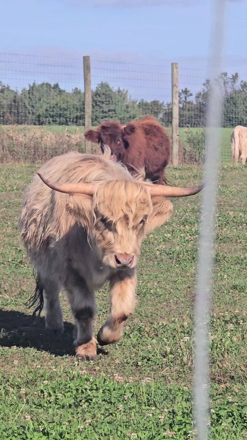 Why This Shaggy Little Farm Deserves A Spot On Your Calendar Why This Shaggy Little Farm Deserves A Spot On Your Calendar