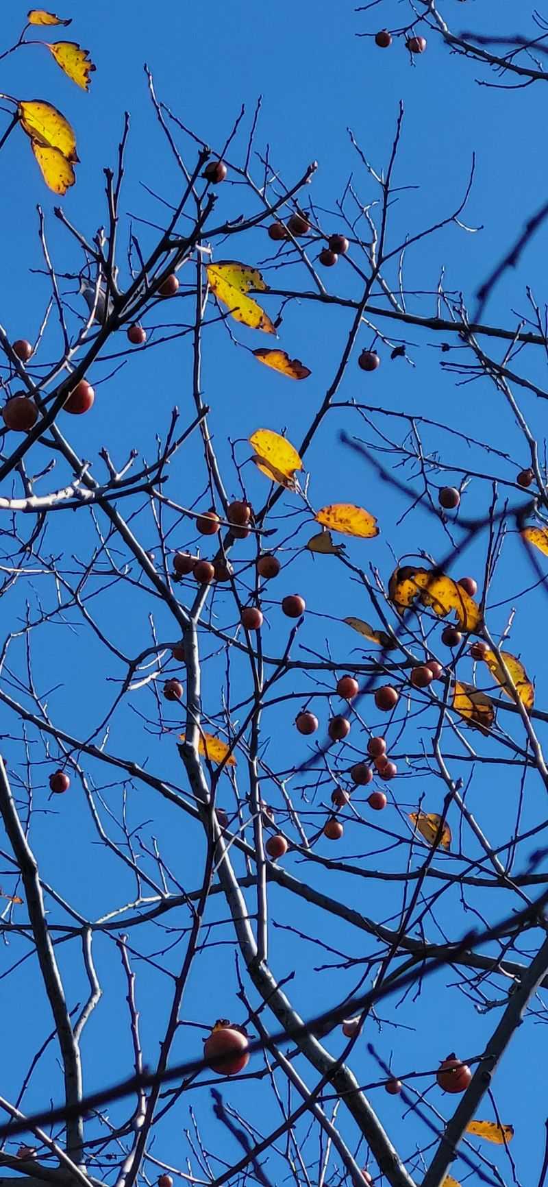Woods Full of Wild Persimmons Woods Full of Wild Persimmons