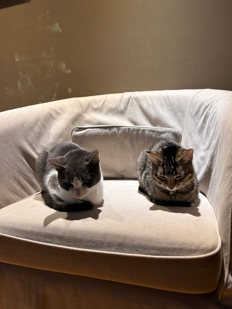 Worth the Drive for Cat Lovers