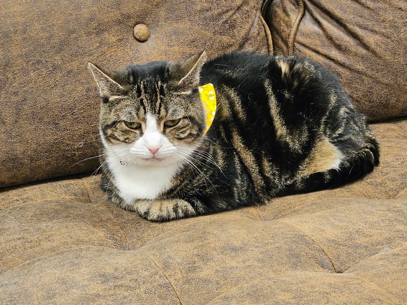 Yellow Collars, Mood Charts, and Zero Litter Smell