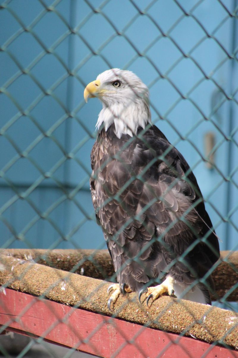Yes, You Can See Bald Eagles Up Close In New Jersey