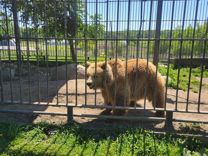 You Can Get Surprisingly Close To Bears, Lions, And Jaguars You Can Get Surprisingly Close To Bears, Lions, And Jaguars