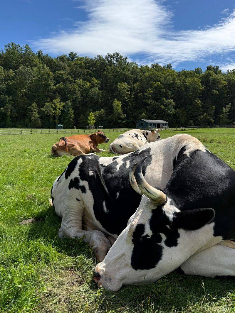 Your Chance To Finally Hug A Cow Your Chance To Finally Hug A Cow