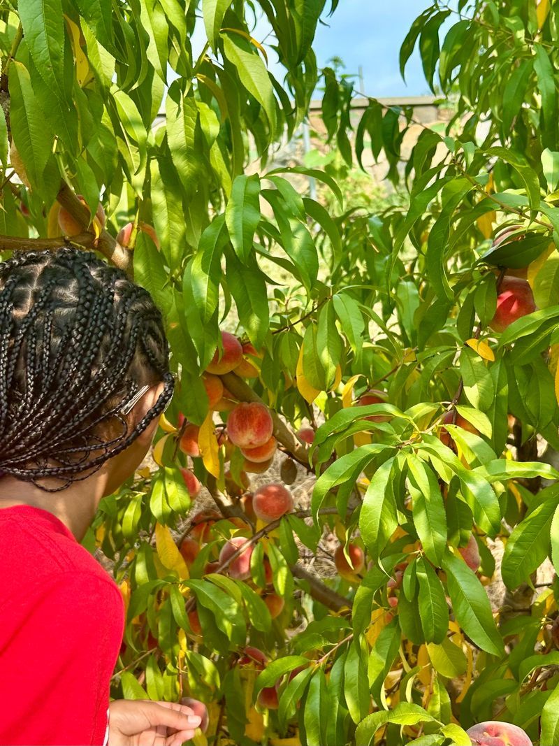Your Picking Bag Has More Than Apples In Its Future Your Picking Bag Has More Than Apples In Its Future
