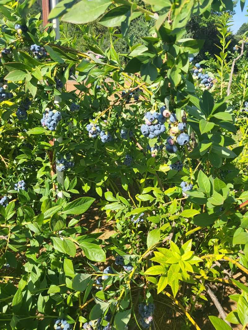 Your Pre-Drive Packing List For Berry Day