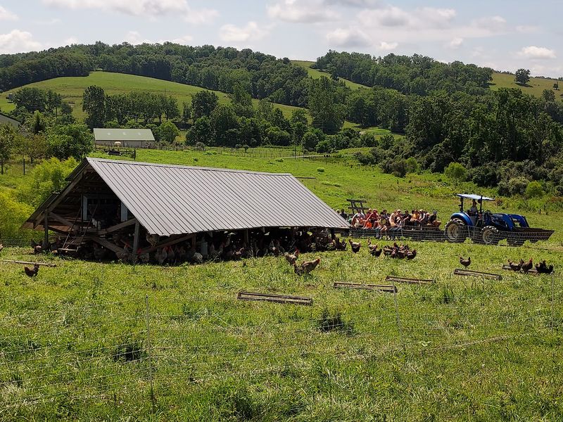 This Virginia Farm Raises Its Pigs and Cows on Open Pasture, and You Take the Hormone-Free Meat Home