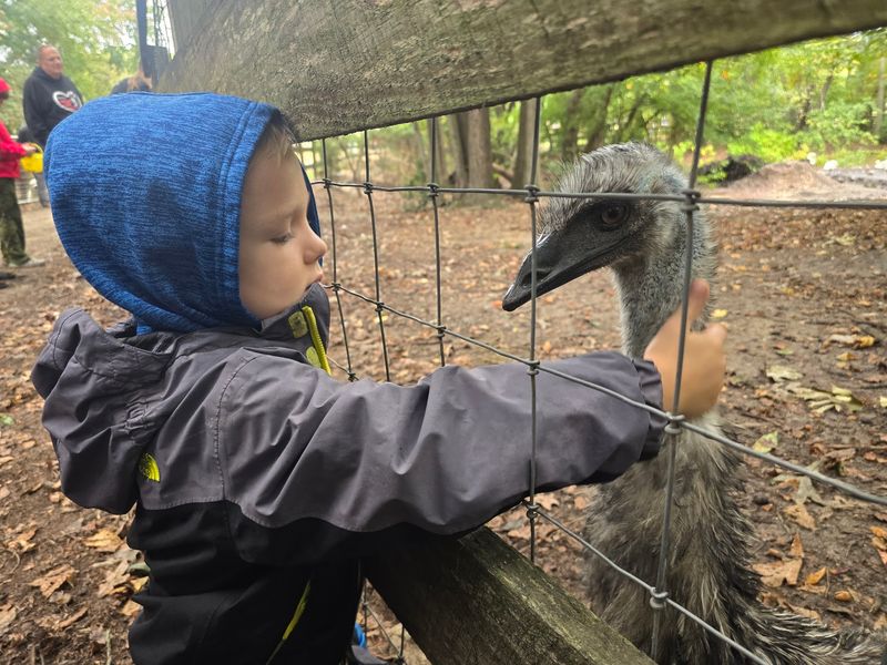 This 43-Acre Cumberland County Rescue Farm Lets Cows, Llamas And Peacocks Roam Free, And New Jersey Families Visit For About A Dollar