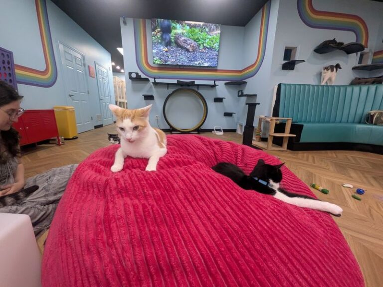 This New Jersey Cat Lounge Is Barely A Year Old And Dozens Of Its Cats Have Already Gone Home With Visitors