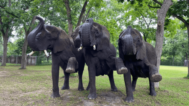 This Texas Sanctuary Lets You Meet Rescued Elephants Up Close And Hear Each One’s Story