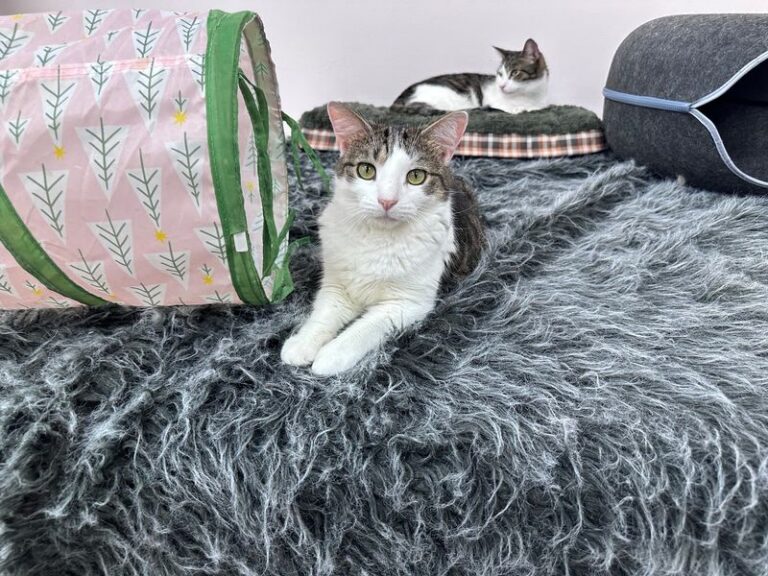 9 New York Cat Cafes Where Rescue Cats Interview You Before Deciding You’re Worth Their Lap