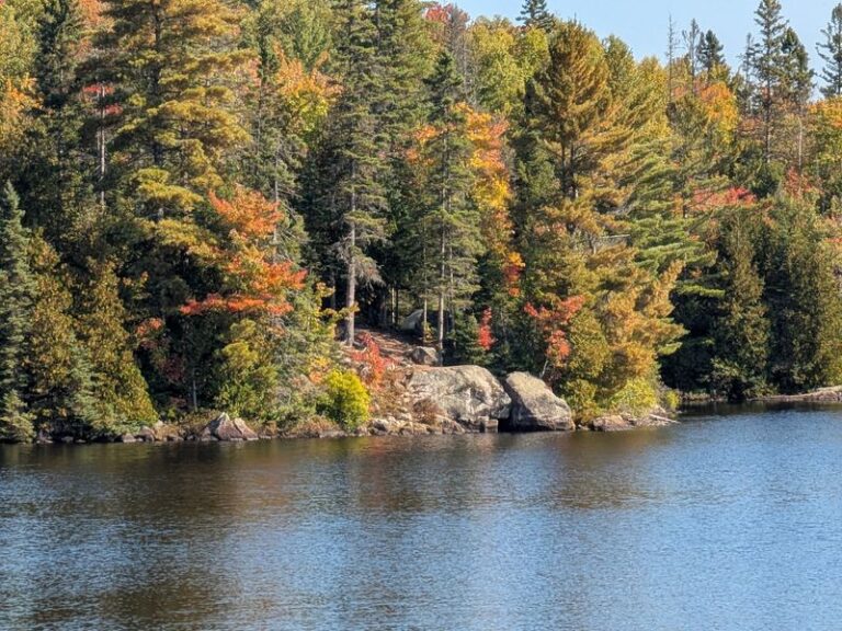 The 6 Michigan Spots Where Black Bears Are Most Active Before They Den This Fall