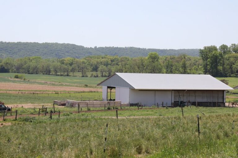 Water Buffalo Roam This New Jersey Farm, And Their Milk Becomes Seriously Creamy Mozzarella
