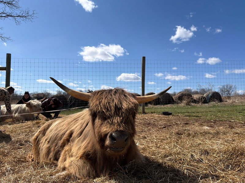 New Jersey Has A Farm Where You Brush Fluffy Highland Cows And Hand-Feed Them Cookies