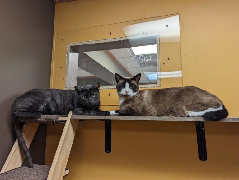 This Cage-Free Illinois Cat Rescue Lets Kitties Nap In Sunny Window Nooks While They Wait For Their Family