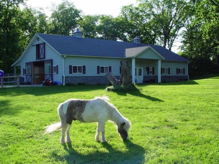 This Quiet Lake County, Illinois Rescue Gives Horses, Pigs And Goats A Safe Place To Finally Land