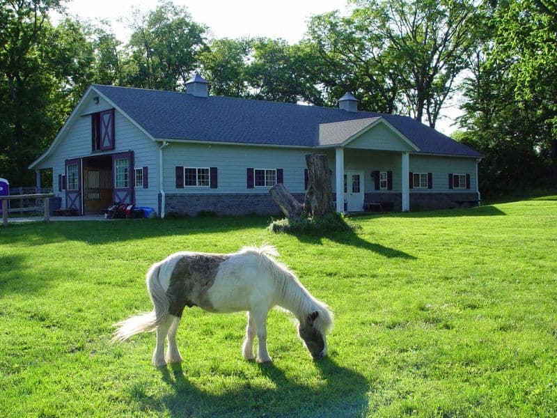 This Quiet Lake County, Illinois Rescue Gives Horses, Pigs And Goats A Safe Place To Finally Land