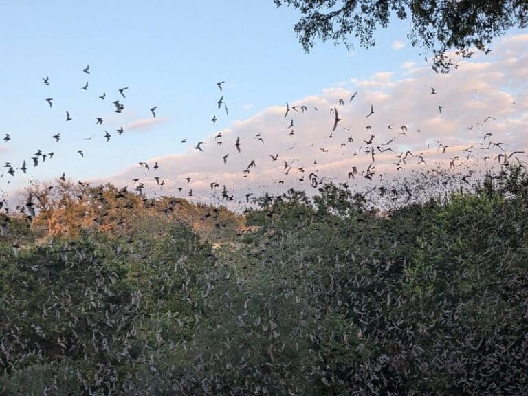 This Tiny Texas State Park Is Only 16 Acres, but Millions of Bats Make It Unforgettable