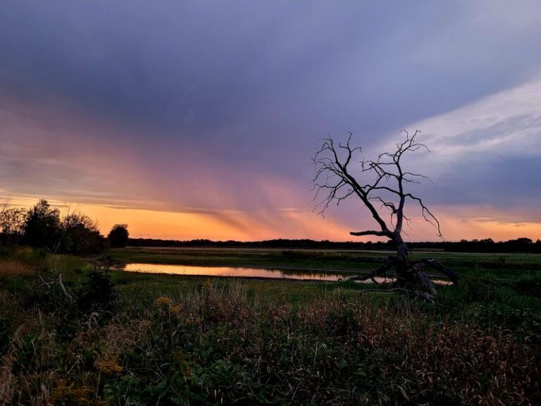 This Free Rockton, Illinois Preserve Turned Old Cornfields Into Wetlands Where Hundreds Of Sandhill Cranes Now Call