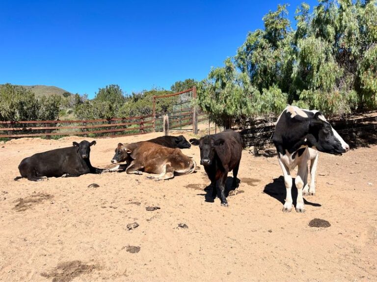4 California Farm Sanctuaries Where Kids Meet Rescued Cows, Pigs, And Goats Up Close