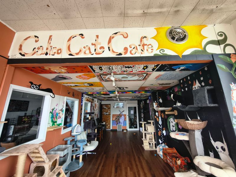 This New Jersey Café Pours Your Latte While Adoptable Rescue Cats Curl Up In Your Lap