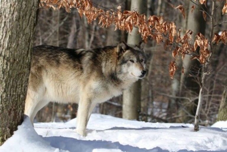 Wolves Watch You Right Back At This Wild Preserve Tucked Into Rural New Jersey