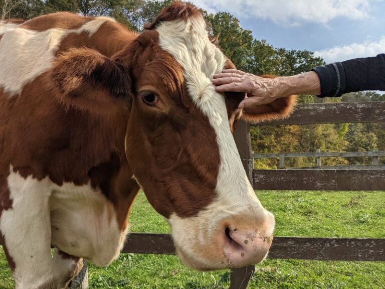 The 9 New York Animal Sanctuaries Where A Rescued Cow Or Goat Will Steal Your Whole Afternoon