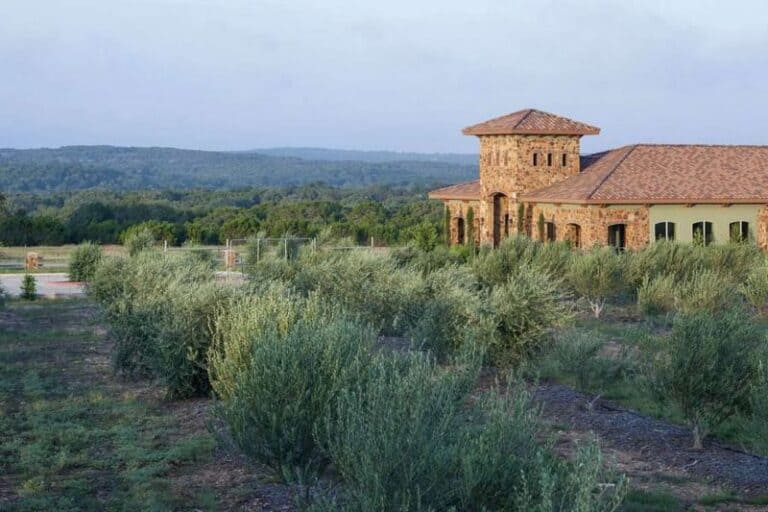 This Texas Olive Farm Pours Fresh Oil Straight From Its Hill Country Grove