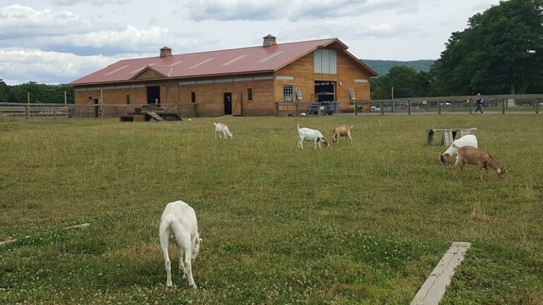The Upstate New York Sanctuary Where Rescued Farm Animals Are Learning What A Safe, Gentle Life Feels Like