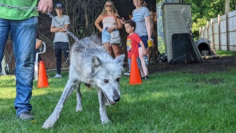 This Family-Run Illinois Animal Refuge Lets You Hear Rescued Wolves Howl Just Steps From A Napping Black Bear